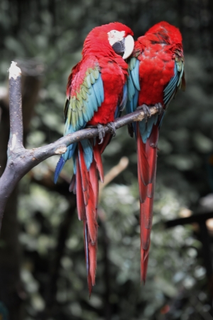 Nuri Bird, Indonesiaの写真素材