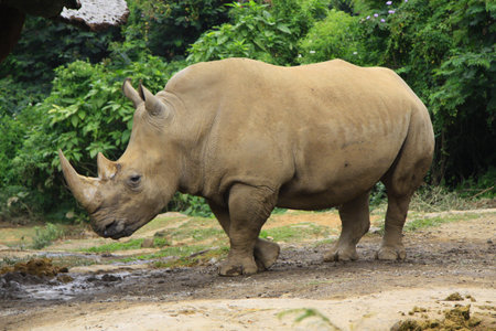 two-horned Rhinoceros