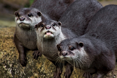 The Otter from Taman Safari Indonesiaの写真素材