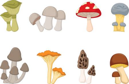 different kinds of mushroomsのイラスト素材