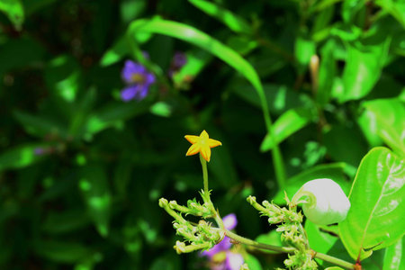 Star flowerの写真素材