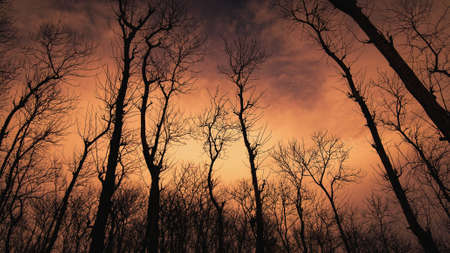 Trees Landscapeの写真素材