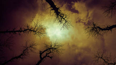 Landscape treesの写真素材