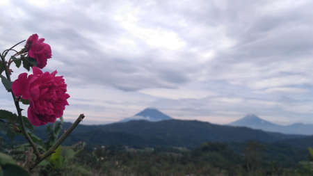 roses and mountain, landscapeの写真素材