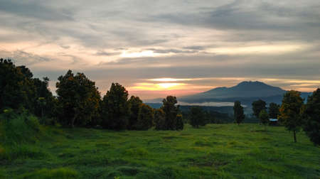 Clove Gardenの写真素材