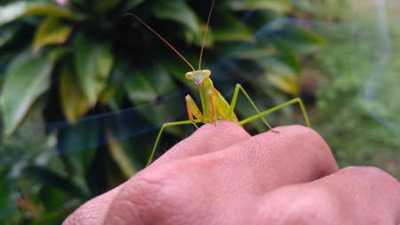 grasshopperの写真素材