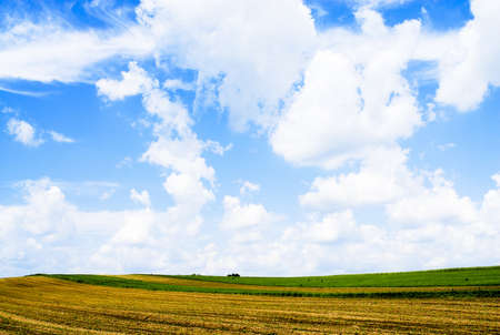 Yellow field with beautiful cloudsの写真素材