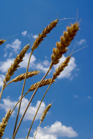 Yellow wheatears and blue sky with cloudsの写真素材