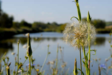 A blow ball on the shoreの写真素材