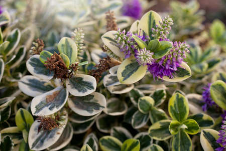 Close up of two orchids, one flowery and one dry, with bi-colored leaves and a white flare on topの写真素材