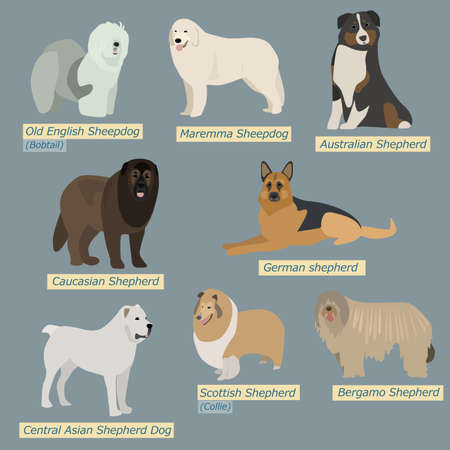 Simple silhouettes of dogs. Types of sheepdogs in flat designのイラスト素材