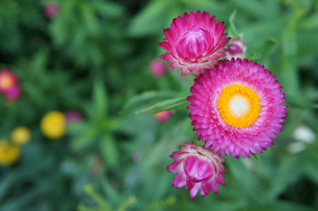 Pink Flowerの写真素材