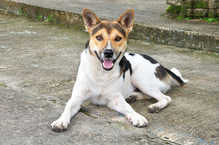 dog smiling and sit  on road