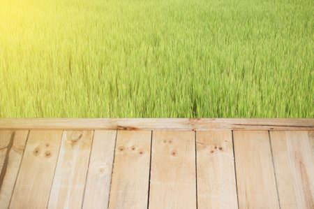 Rice farming texture and wood floor for text and background.Copy Spaceの写真素材