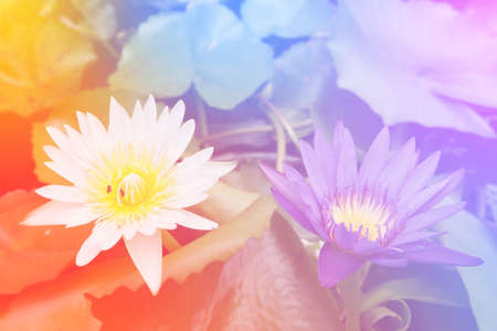 Image of Colorful Lotus flower background. Vintage Tone effect.の写真素材
