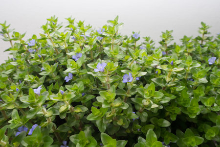 Purple flower with False heather tree on flower pot and concrete wall.