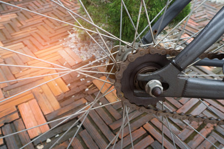 bicycle wheel on brick flooring and dwarf tree.