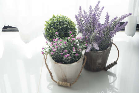 flower and dwarf tree on flowerpot with sunlight from the window.の写真素材