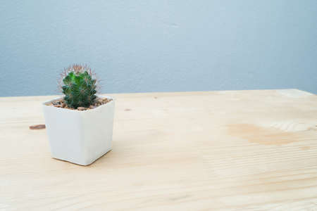 Office table with beautiful cactus flower on pot and blue concrete background.の写真素材