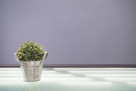 Glasses table with dwarf tree on pot at day time.の写真素材