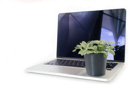 Nerve plant on flowerpot over laptop and isolated white background. concept of saving natural with technology.の写真素材
