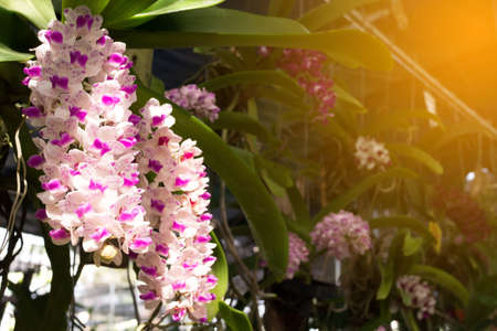 colorful of orchid flower at garden.の写真素材