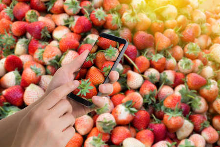 human hand hold and touch smartphone, tablet, cell phone with blank screen on blurry fresh strawberries background. concept shopping fruit online.の写真素材