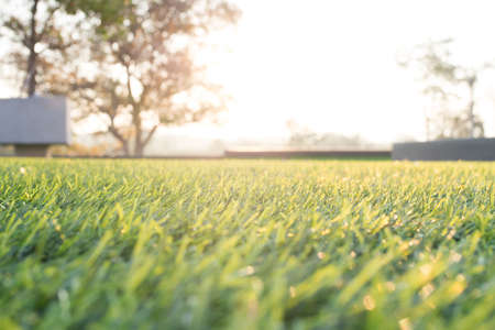 soft focus grass field in the morning golden sunlight. concept of natural background.の写真素材
