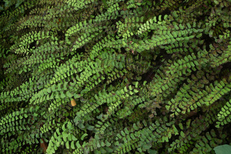 background of beautiful green leaf texture. high contrast picture.の写真素材