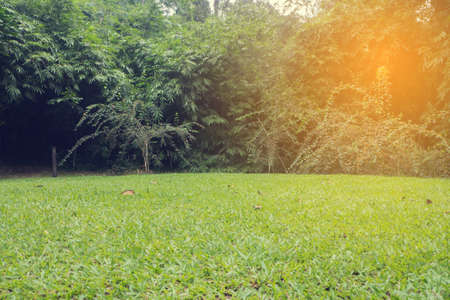 green lawn Mound with copy space for text  and tree background.の写真素材