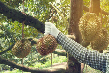 Gardener harvesting Durian fruit, yellow fuit.の写真素材