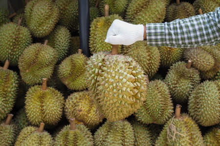 Garden man hold Durian fruit.の写真素材