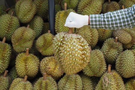 Garden man hold Durian fruit.