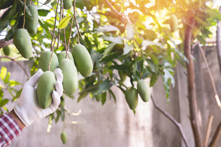 human hand pinking mangoes fruit in garden, asian traditional fruit.