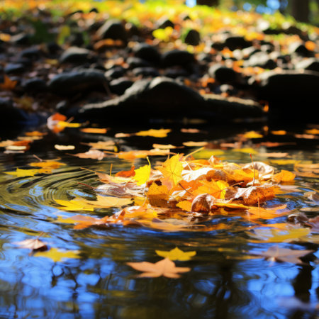 Autumn leaves floating in waterの素材