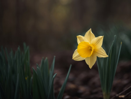 Single Yellow Daffodil in Soft Focusの素材