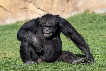 Thoughtful adult chimpanzee sits on lush green grass, exuding tranquility and intelligence in its natural habitatの写真素材