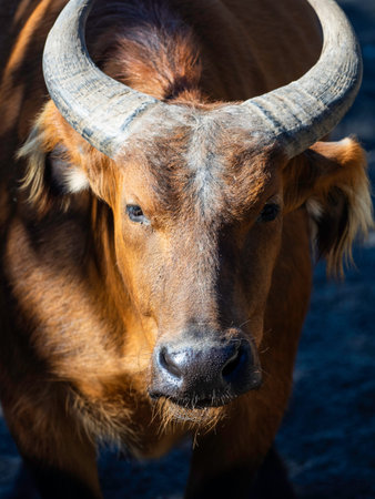 Large brown water buffalo with impressive horns is standing in the sun. Its wet nose suggests it has...
