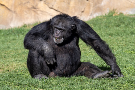 Peaceful chimpanzee sitting on lush green grass, basking in warm sunlight and nibbling fresh greenery, looking thoughtful and happyの写真素材