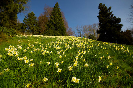 A flower bloomingの写真素材