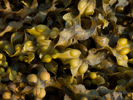 Bladder Wrack Seaweed (Fucus vesiculosus) brown algae photographed on West coast of Scotlandの写真素材