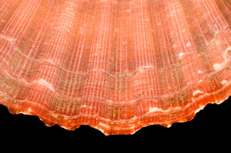 close up of a scallop shellの写真素材