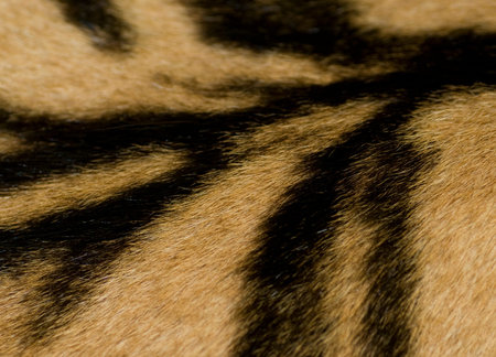 Tiger coat pattern