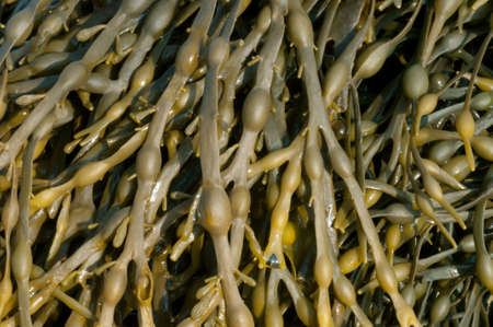 Egg Wrack or Knotted Wrack Seaweed (Ascophylum nodosum) Photographed on the West coast of Scotlandの写真素材