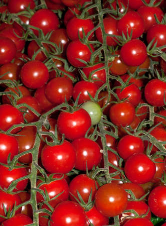 A collection of chrry tomatoes on the vineの写真素材