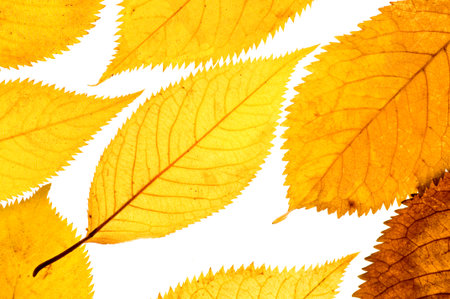 A collection of autumn leaves