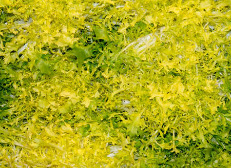 Fresh Endive lettuceの写真素材