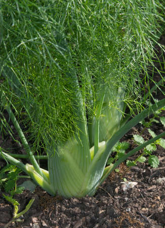 Florence Fennel Bulb Growing in an Vegetable Gardenの写真素材