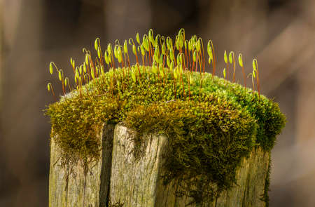 Rustic fence post with blooming moss growing on topの写真素材