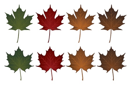 Maple Leaves-Sugar and Norway is an illustration of Sugar maple leaves and Norway maple leaves in seasonal colors のイラスト素材